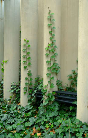 plantの写真素材