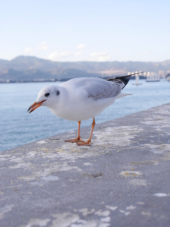 chinese seagullの写真素材