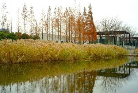 Lakeside viewのeditorial素材