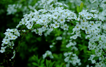 white flowers