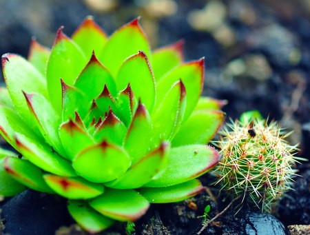 cactus plantの写真素材