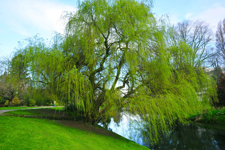 tree and river