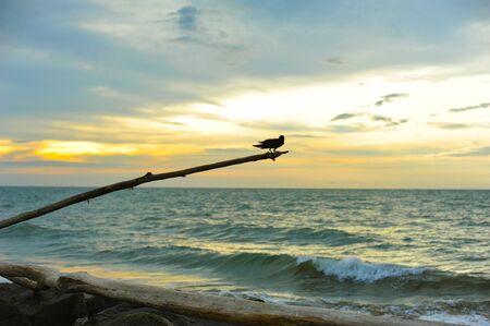 View of a bird standing on the tree branch over the sunsetの写真素材