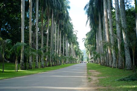 sri lanka landscapeの写真素材