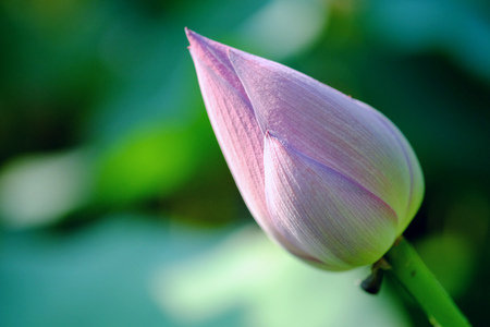 pink lotusの写真素材