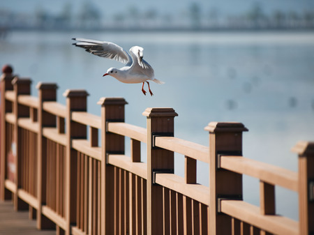 Close up view of a red billed gullsの写真素材