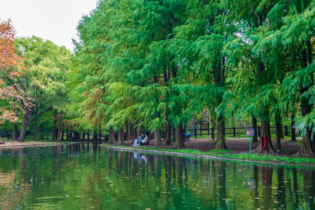 Landscape view of the park with green trees and lake in the morningの写真素材
