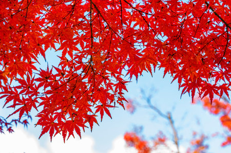 Red maple leaves on blue sky background in autumn season in Japan.