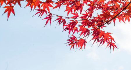 Red maple leaves in autumn season with blue sky background, Japan.