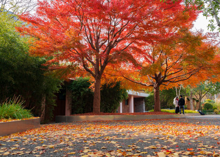 Red maple tree in the park at autumn season, Tokyo, Japanの写真素材
