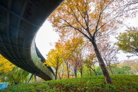Trees in the park at autumn season, closeup of photoの写真素材