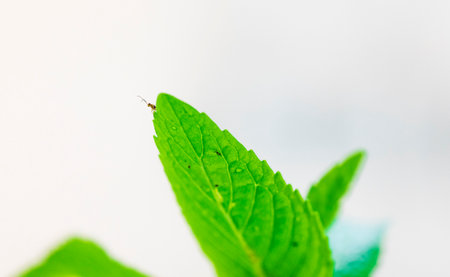 Mint leaves on white background. Shallow depth of field with ant