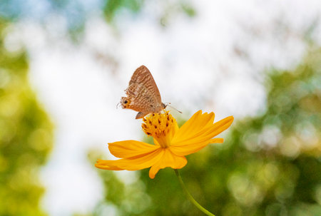 Butterfly on yellow flower in the gardenの写真素材