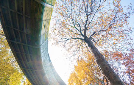 Autumn leaves and bridge in the park, view from below.の写真素材
