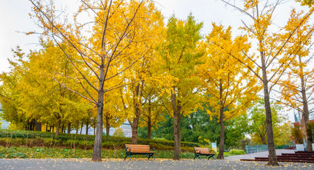 Yellow ginkgo trees and bench in the park, autumn season,Hou Tan park, Shanghaiの写真素材