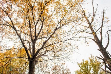 Trees with yellow leaves in autumn season, closeup of photo