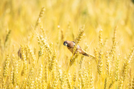 Sparrow in a wheat field in the summer. Selective focus.の写真素材