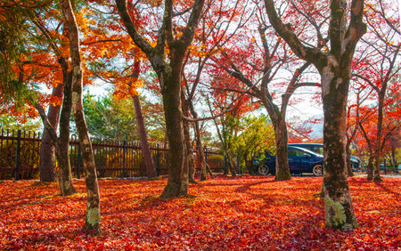 Autumn leaves in the park. Beautiful autumn landscape in Kyoto, Japan