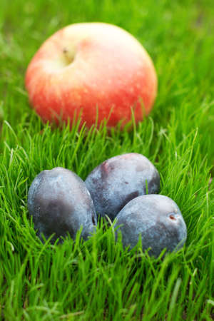 Three ripe plums and one red apple in grass outdoorの写真素材