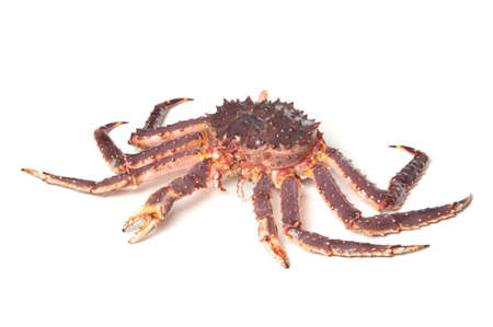 Raw (alife) kamchatka crab (Paralithodes camtschatica) isolated on white backgroundの写真素材