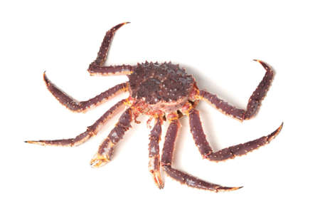 Raw (alive) kamchatka crab (Paralithodes camtschatica) isolated on white background