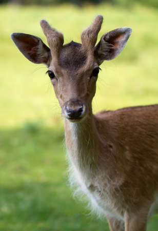Fallow Deer (lat. Dama dama)の写真素材