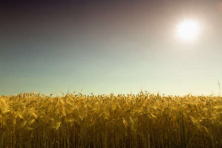 Golden cornfield (rye) against the light in Pfalz, Germany