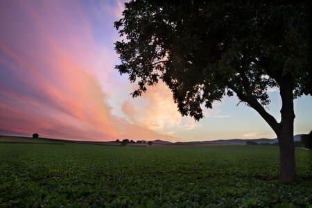 Field with Tree at dusk (violett sky), Pfalz, Germanyの写真素材
