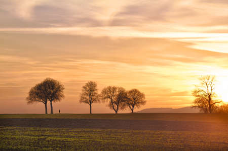 Trees at sunset with walker, Pfalz, Germanyの写真素材