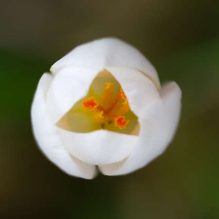 Blooming white Crocus  lat  Crocus  during springtime