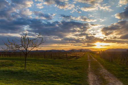 Vineyard at sunset, Pfalz, Germanyの写真素材