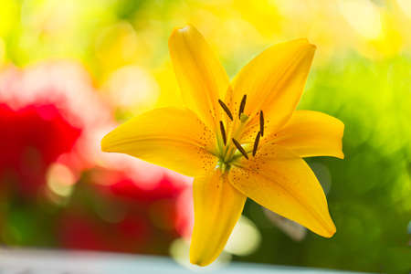 Yellow Lilium  lat  Lilium 