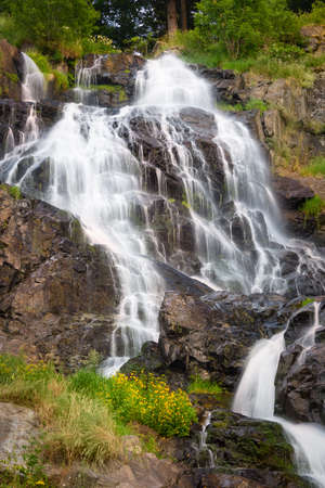 Todtnauer Waterfalls with yellow flowers, Black Forest, Germany