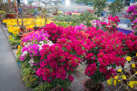 Saigon Flower Market at Lunar New Year, Vietnamの写真素材