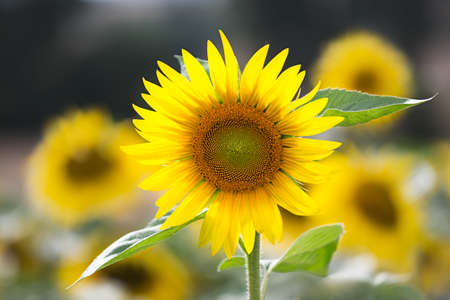 Sunflower (lat. Helianthus) at summertime, Germanyの写真素材