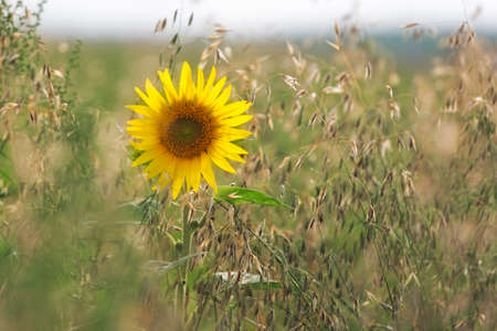 Sunflower (lat. Helianthus) in cornfield, Pfalz, Germanyの写真素材
