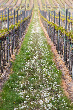 Vineyard in Pfalz, Germanyの写真素材