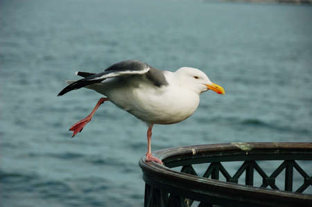 Telephoto of standing seagullの写真素材