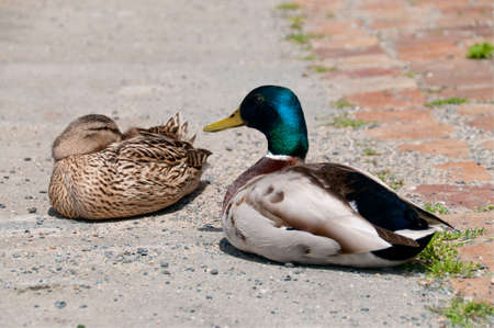 pair of mallard ducks on embankmentの写真素材