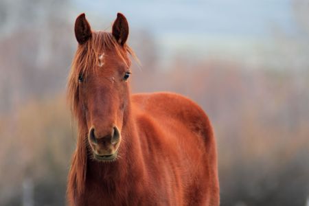 Quarter Horseの写真素材