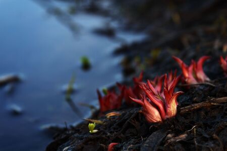 Red Sprouting Bulbsの写真素材