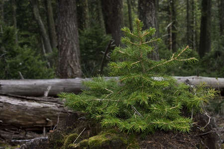 Douglas Fir Tree growing out of a rotting stump in a forest in Idaho.の写真素材