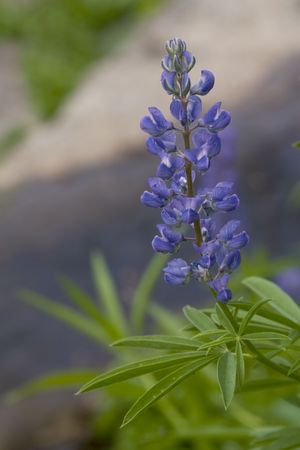 Wild Lupineの写真素材
