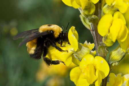 Bumblebee on a yellow wildflower
