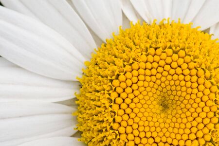 Macro view of a white daisy.の写真素材