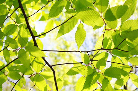 Green leaves