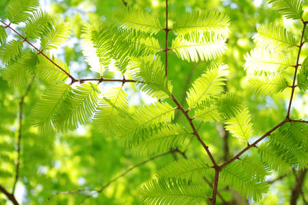 Green leavesの写真素材