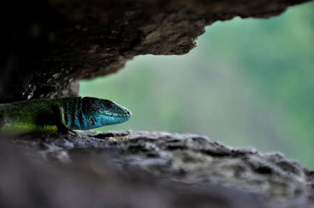 The cave of a lizard waiting insideの写真素材