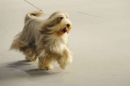 Bearded collie in a dog expoの写真素材
