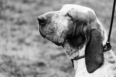 The head of an italian bracco, the typical pointing italian dog